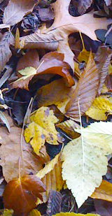 leaves